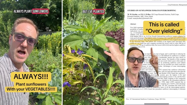 "Always great yields."