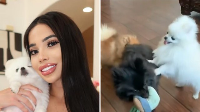 "They’ve never been in cargo — they have their own seats."