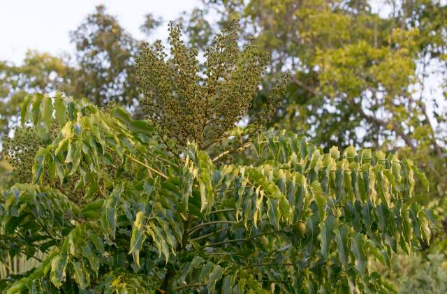 "It’s a shame. Since my childhood I’ve seen these weeds take over the tree lines."