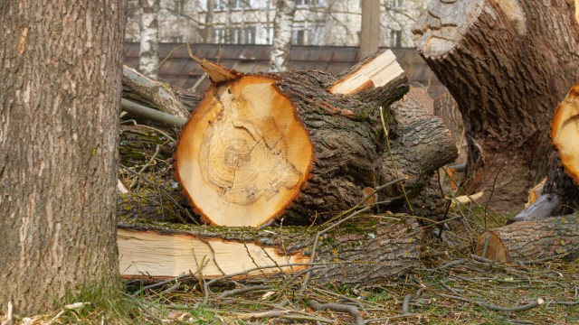 "I don't know what to ask for to make this right."