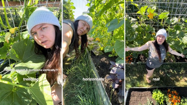 "It's way easier to spot and harvest fruit if they're hanging right in front of you."