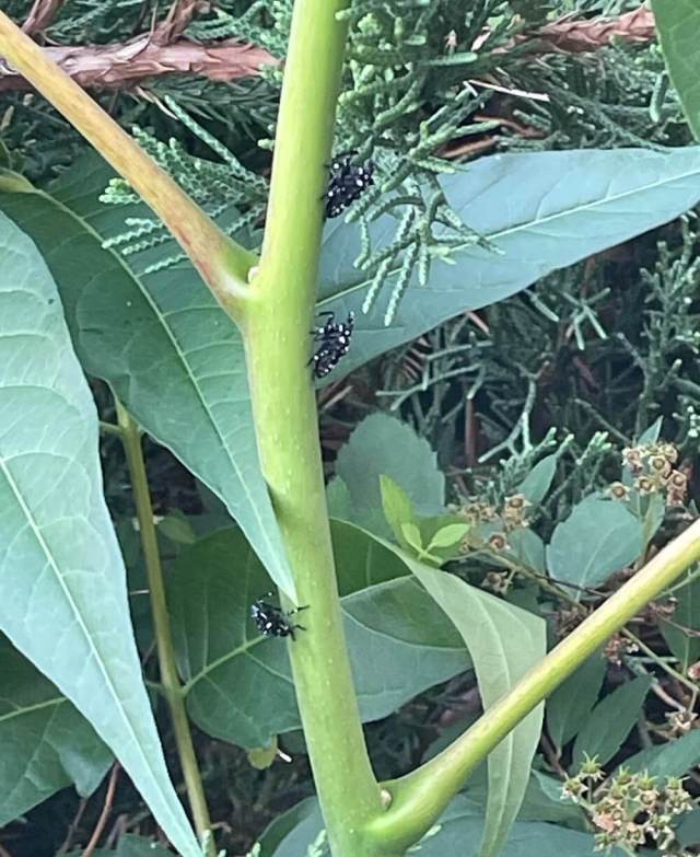 They might have some work cut out for them.