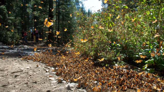 "There are limits that evolution cannot easily overcome."