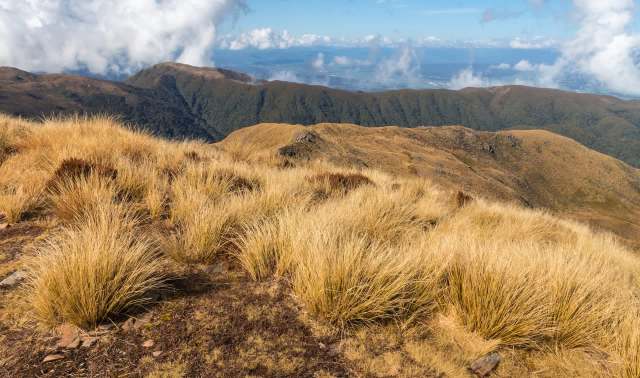 Thanks to this furry local hero, a species once considered lost is getting a second chance to thrive.
