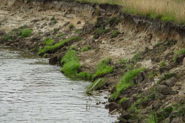 Over the last 30 years, efforts have been made to help improve the chances of survival for the creature.