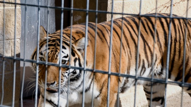 He was one of the most wanted figures in a large-scale poaching network accused of trafficking tiger parts internationally.