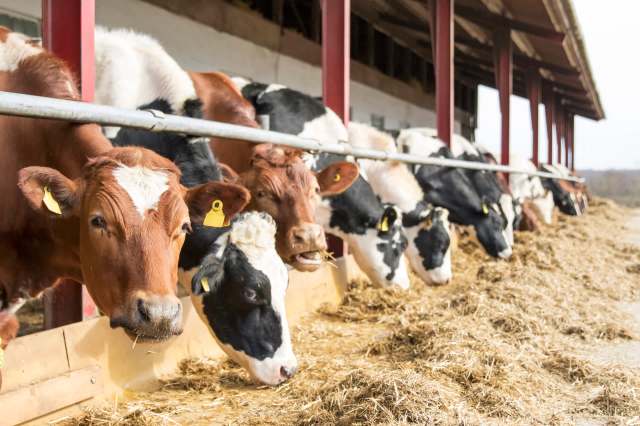 Further studies will determine whether it will work under real farming conditions.