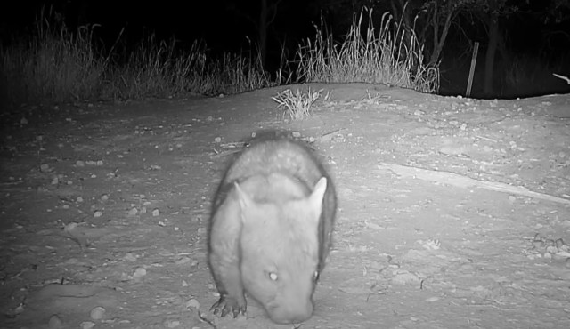 Only 400 of the creatures live in the wild currently.