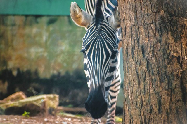 "Clearly a lot of people want an exotic pet, but there are many reasons those wild animals are bad to have in your home."