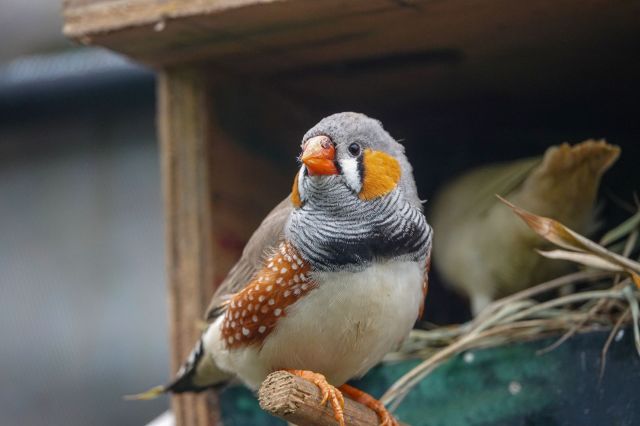 This recent study included 104 birds that were divided.