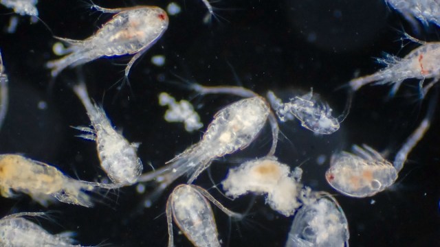 Researchers looked at a century of data.