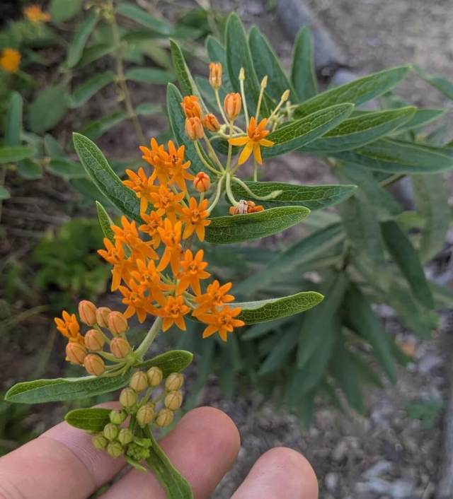 What started as a backyard full of brittle grass is now bursting with color, buzzing with life, and inspiring other gardeners.