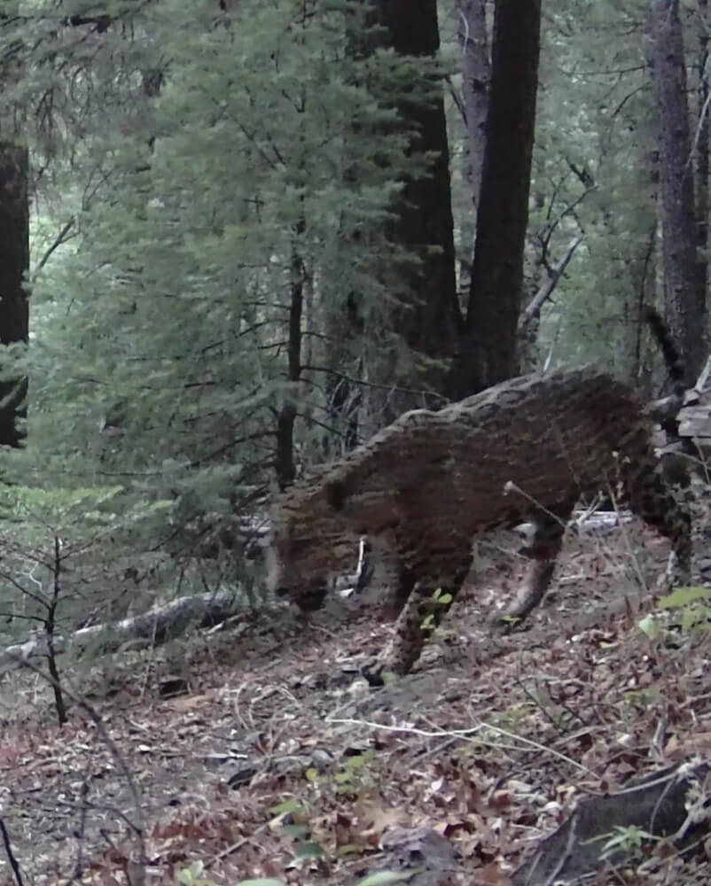 The story highlights the critical role that trail cameras can play in wildlife conservation.
