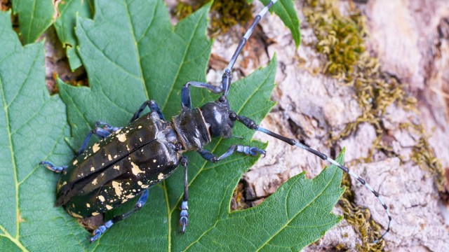 Government agencies continue battling established populations.