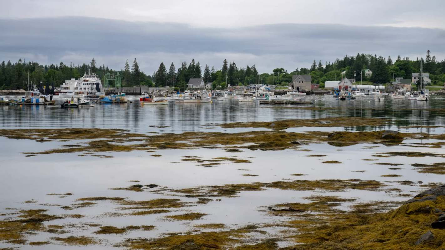 The Atlantic bluefin tuna migrates for thousands of miles annually, an endeavor that requires substantial food.