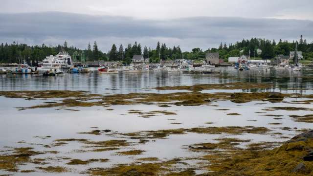 The Atlantic bluefin tuna migrates for thousands of miles annually, an endeavor that requires substantial food.