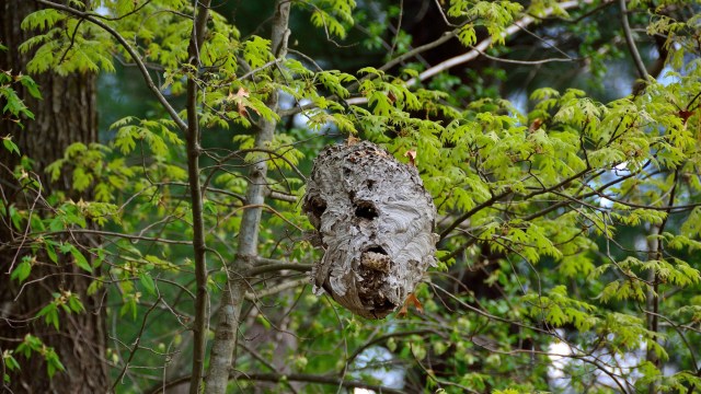 Invasive species have been the primary driver of extinctions over the past 500 years.
