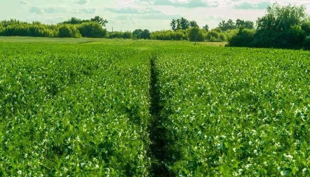 "We can work on building more robust varieties."