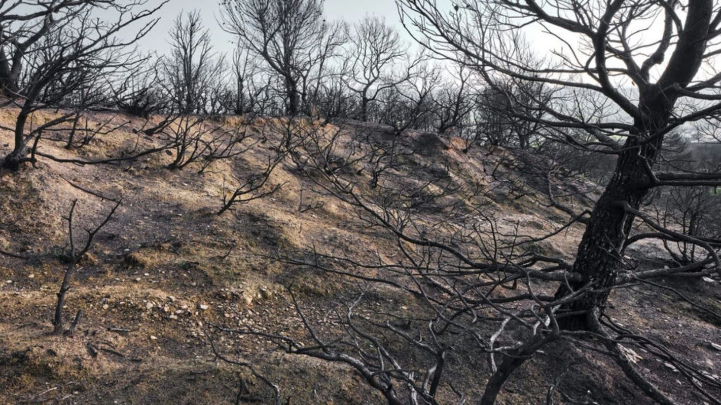 This method offers a fresh way to watch healing forests — and make sure they heal stronger.