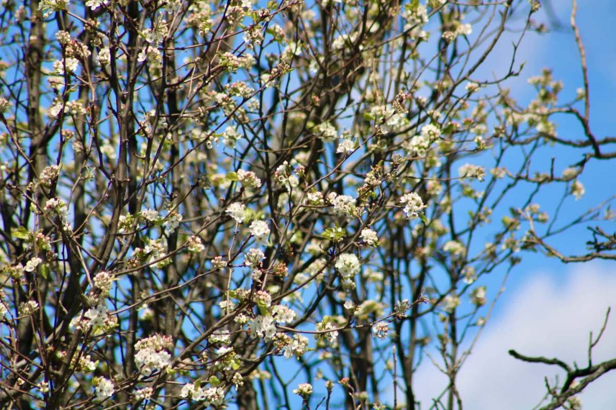 Most of the bans go into effect in 2027, and the Callery pear ban begins in 2029.