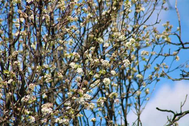 Most of the bans go into effect in 2027, and the Callery pear ban begins in 2029.