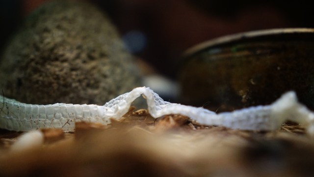 "No attack behavior was observed."