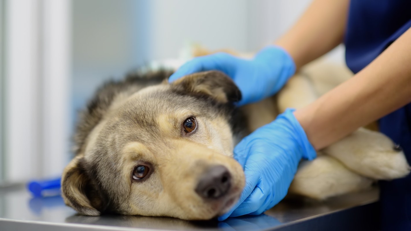 "There are a number of dead animals that were either trapped in houses or roaming freely within the fire zones."