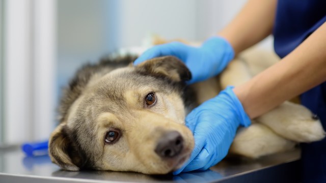 "There are a number of dead animals that were either trapped in houses or roaming freely within the fire zones."