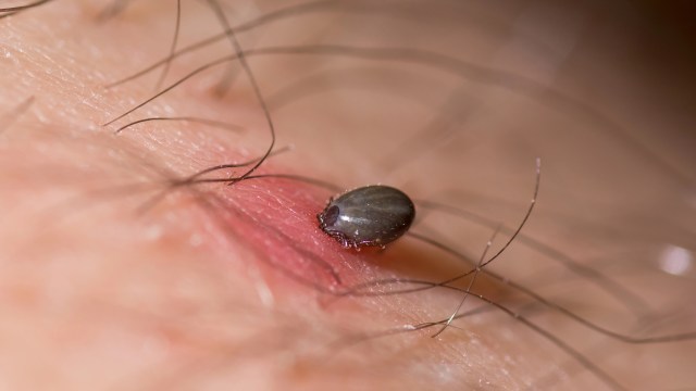 This risk is no longer limited to deep forests; it's right outside the door.