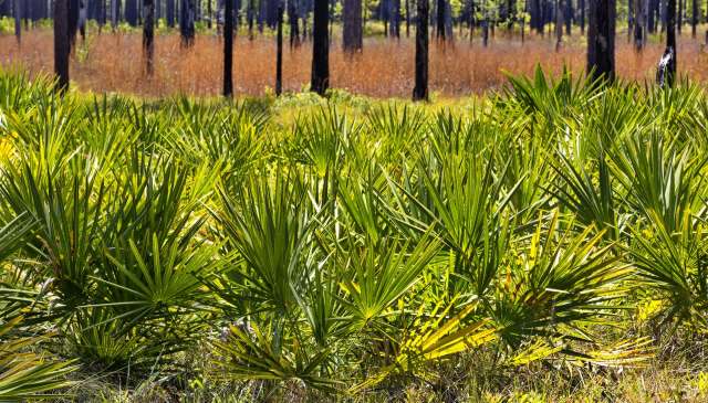 The snake is an apex predator.