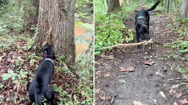 "What a good boy!"