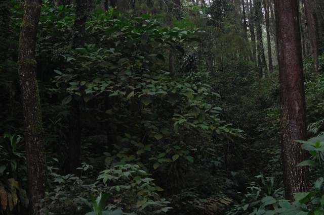 "Its presence ... is largely unknown and extremely rare, and it's considered highly endangered."