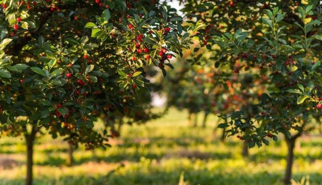Officials are asking residents to report any signs of infestation.