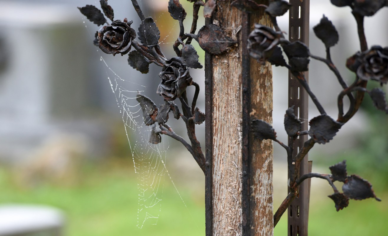 "It creates a synergy between cemetery staff, citizens, and scientists."