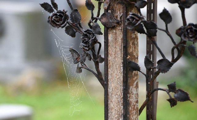 "It creates a synergy between cemetery staff, citizens, and scientists."