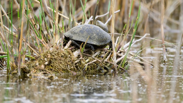 Their numbers have suffered from habitat loss and invasive species.