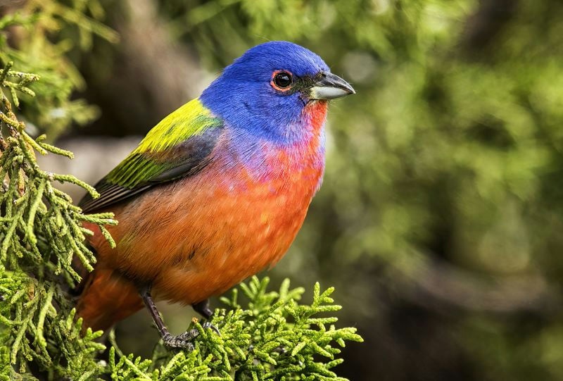 "It's notably difficult to spot because it typically hangs out in dense undergrowth."