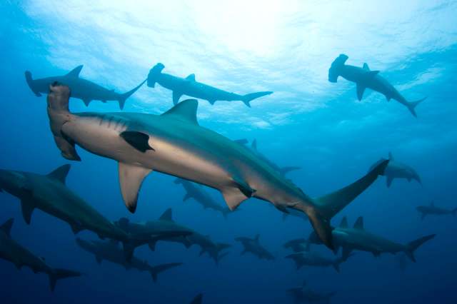 "Tools like this are essential to understanding and protecting shark populations."