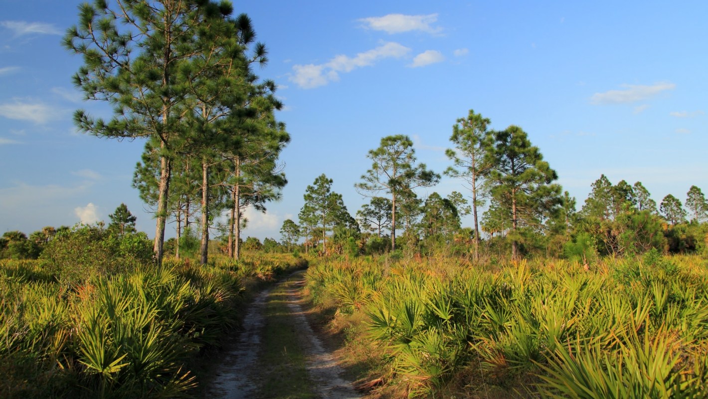 The sighting is proof that trail cameras can pay off.