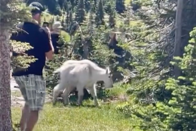 "Not a petting zoo."