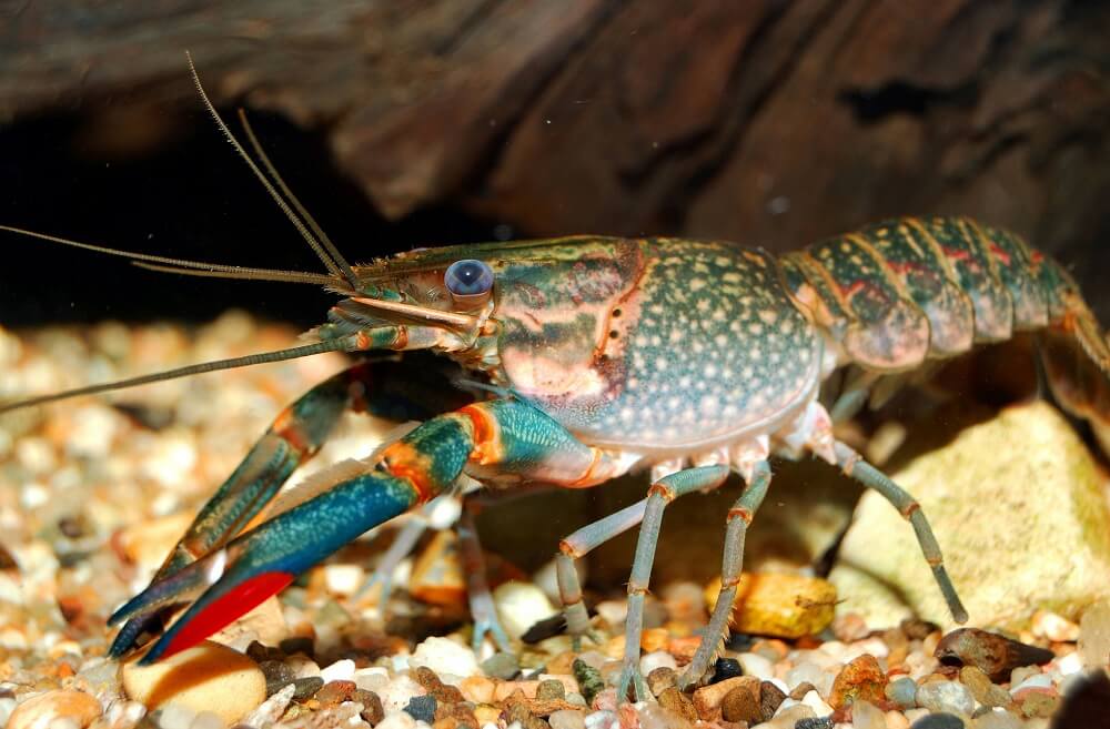 "The Kafue is the most important river for supplying drinking water for most Zambians."