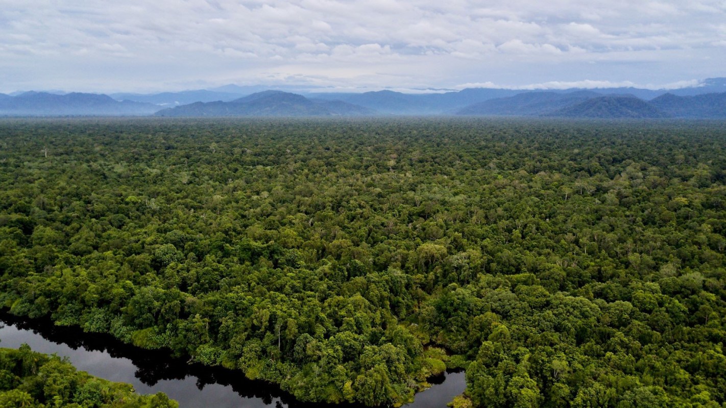 While typically expected species like spider monkeys visited, so too did rarely seen ones.