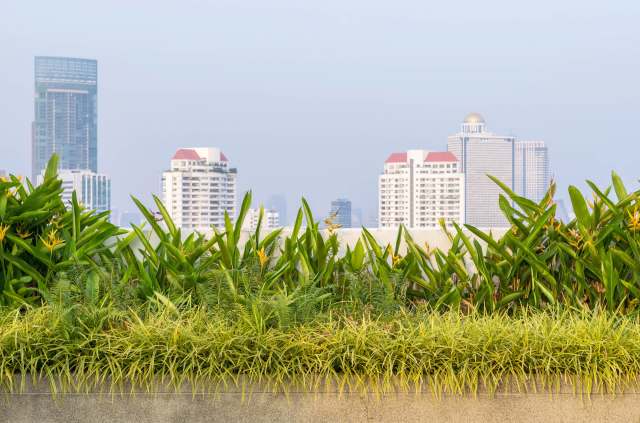 "The dream ... is to have multiple sites."