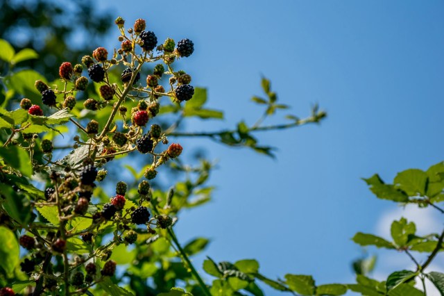 "If you can’t beat 'em, eat 'em!"