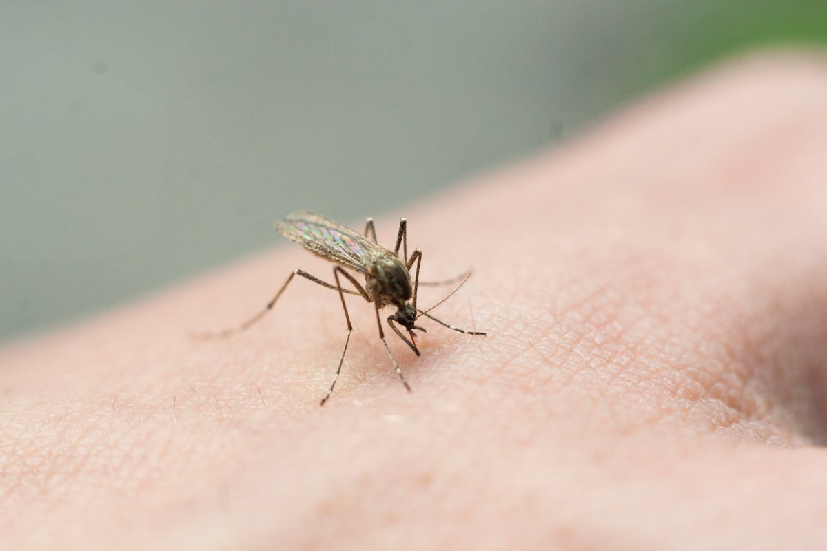 Experts offer several pieces of advice for people to stay safe and avoid mosquito-borne viruses.