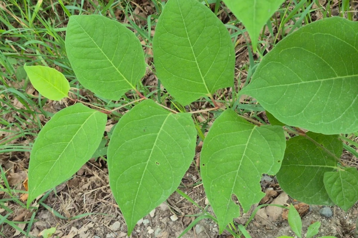 "Pull it up all the way by the roots and burn it."