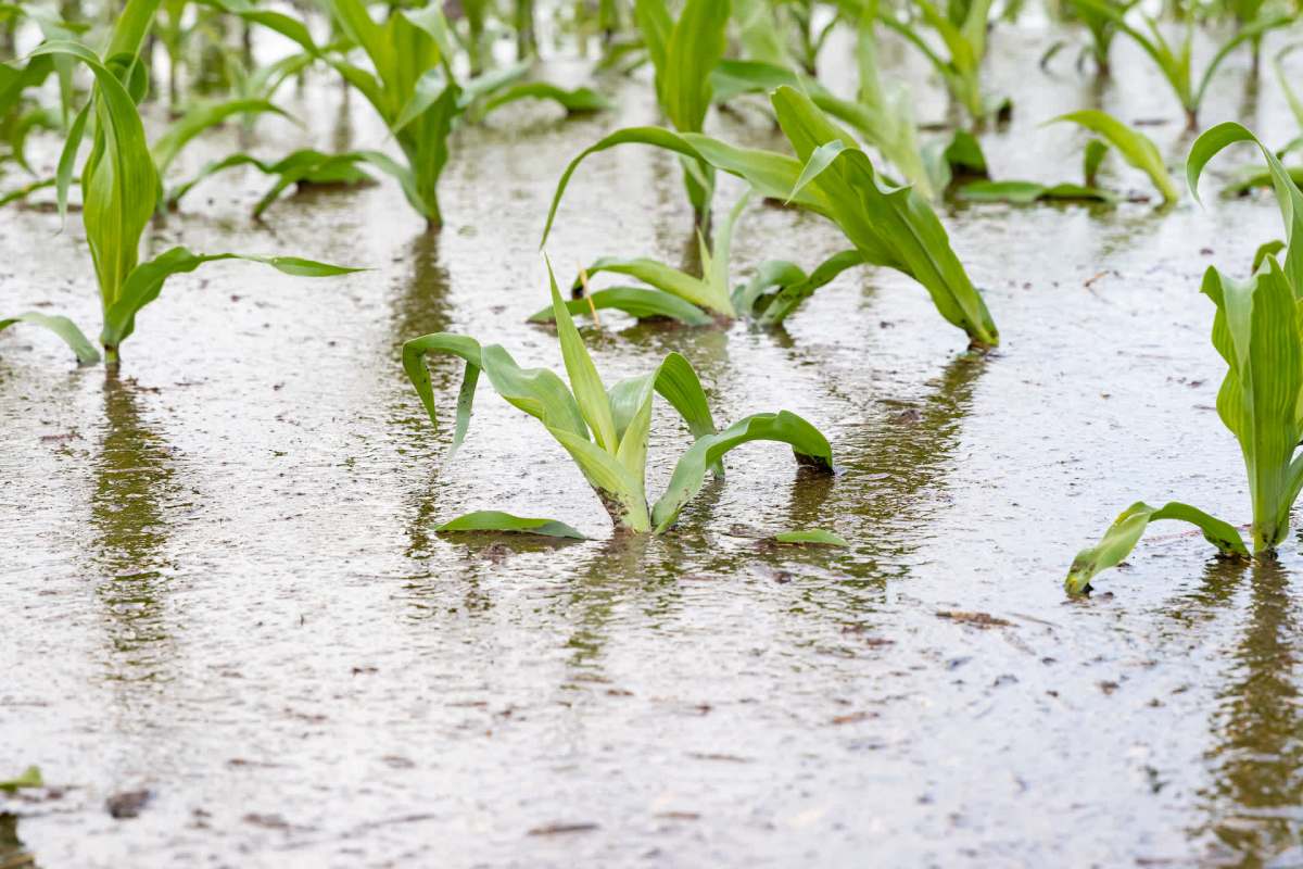 Government officials have been doing their best to advise farmers on how to improve yields.