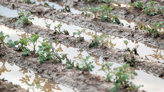 It's part of a larger trend.