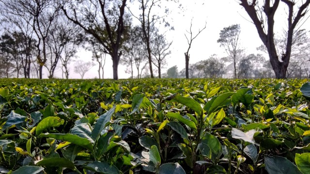 Harvest totals dropped from 2.4 million kg in 2022 to 2.1 million kg by 2024.