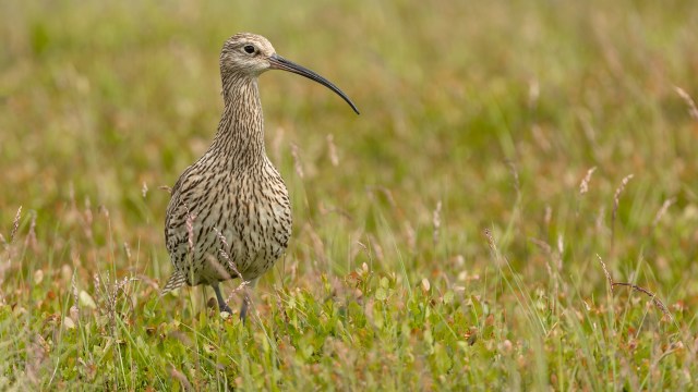 It impacts thousands of species.